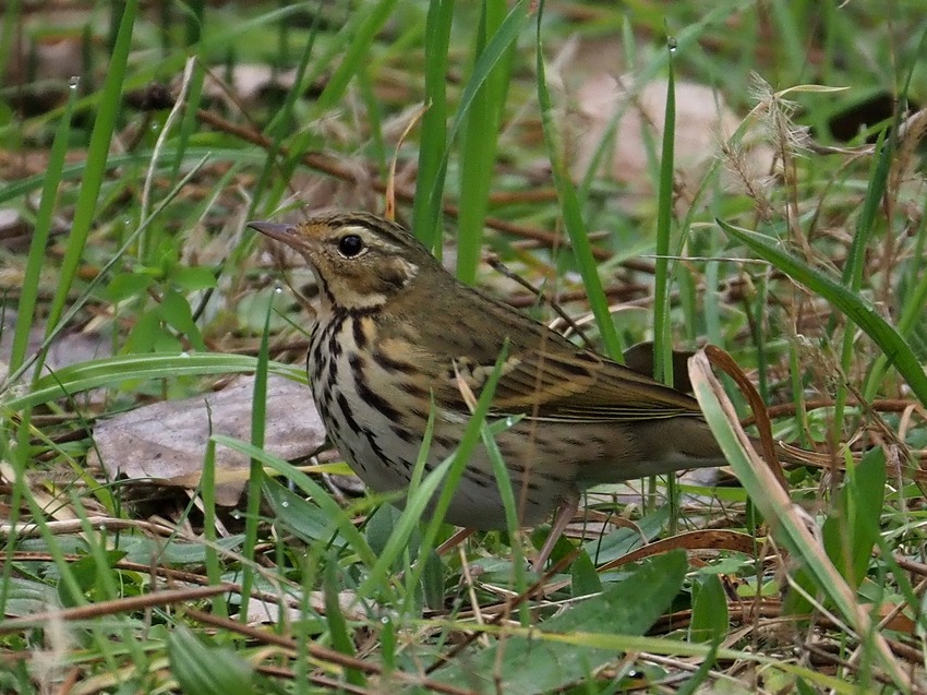 Prispolone indiano (Anthus hodgsoni)